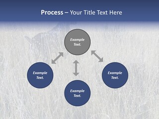 Gold Blue Sky Hunting Dog PowerPoint Template