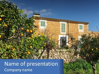 Home Orange Plant PowerPoint Template