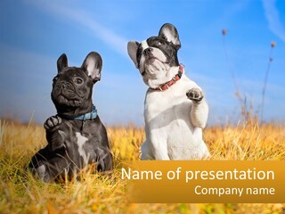 Green Animal Black PowerPoint Template