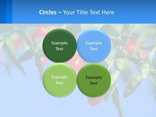 Antiaging Goji Barbarum PowerPoint Template