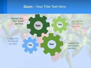 Antiaging Goji Barbarum PowerPoint Template