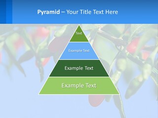 Antiaging Goji Barbarum PowerPoint Template