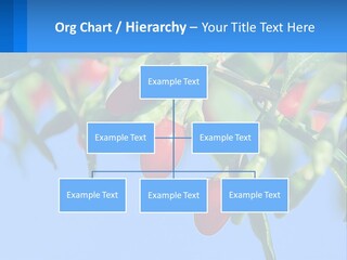 Antiaging Goji Barbarum PowerPoint Template