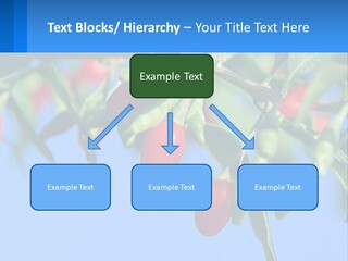 Antiaging Goji Barbarum PowerPoint Template