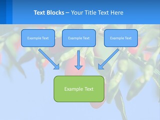 Antiaging Goji Barbarum PowerPoint Template