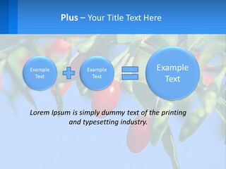 Antiaging Goji Barbarum PowerPoint Template