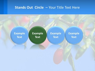 Antiaging Goji Barbarum PowerPoint Template