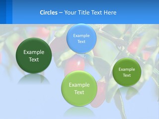 Antiaging Goji Barbarum PowerPoint Template