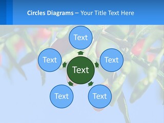 Antiaging Goji Barbarum PowerPoint Template