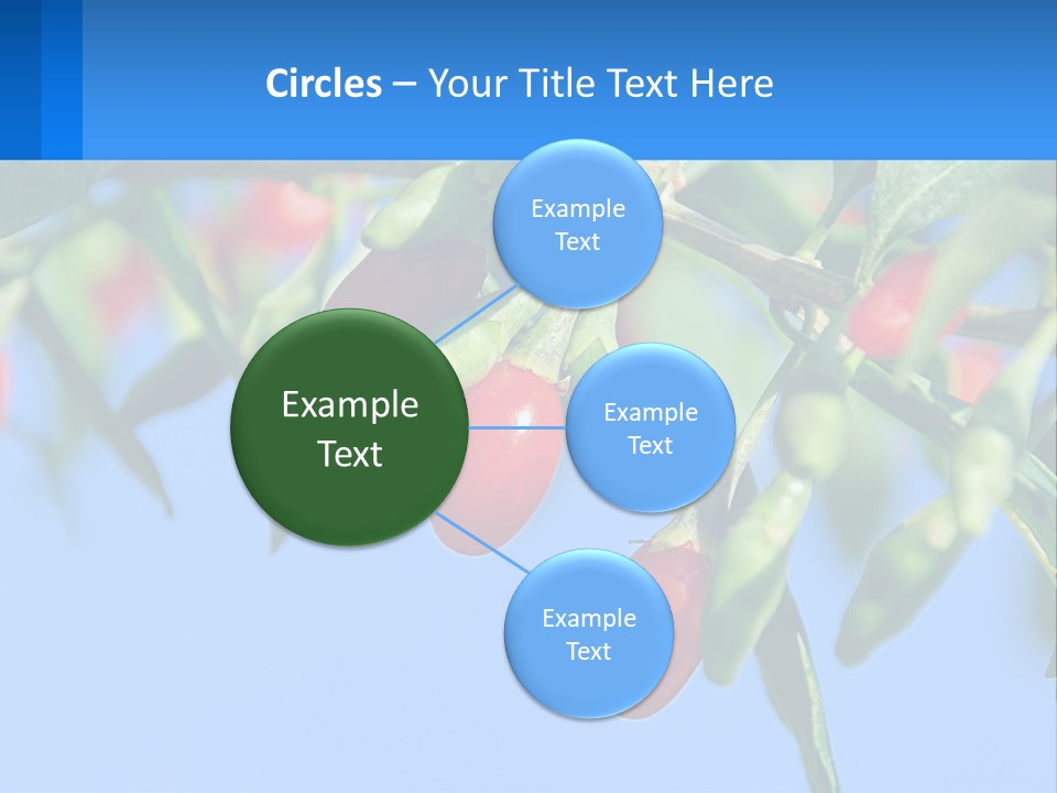 Antiaging Goji Barbarum PowerPoint Template