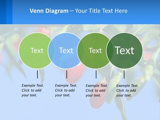 Antiaging Goji Barbarum PowerPoint Template