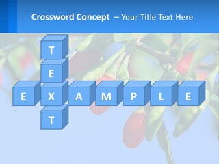 Antiaging Goji Barbarum PowerPoint Template