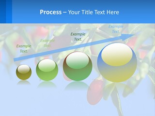 Antiaging Goji Barbarum PowerPoint Template