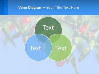 Antiaging Goji Barbarum PowerPoint Template