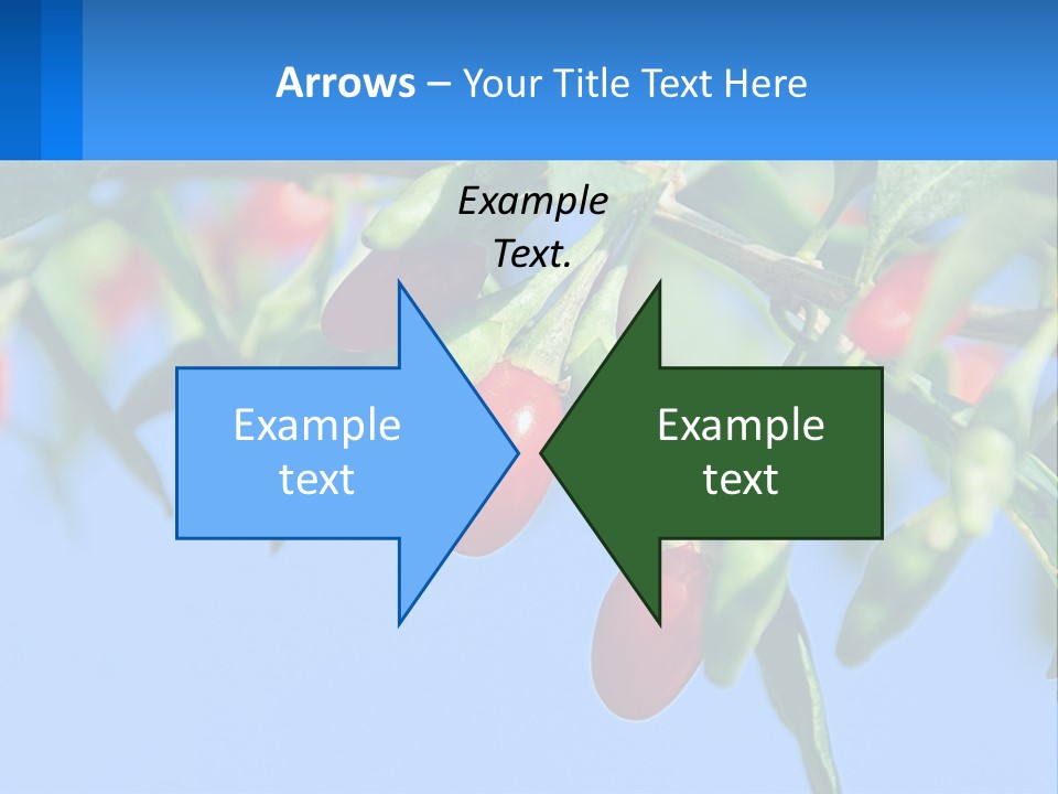 Antiaging Goji Barbarum PowerPoint Template