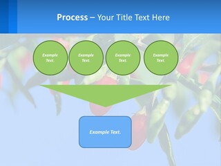 Antiaging Goji Barbarum PowerPoint Template