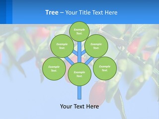 Antiaging Goji Barbarum PowerPoint Template