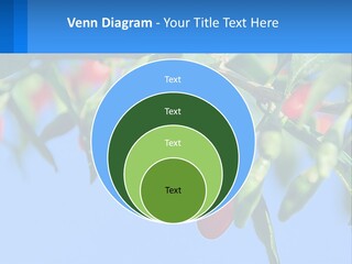 Antiaging Goji Barbarum PowerPoint Template