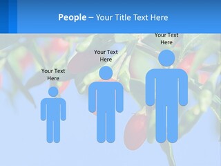 Antiaging Goji Barbarum PowerPoint Template