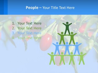 Antiaging Goji Barbarum PowerPoint Template