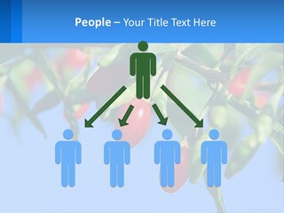 Antiaging Goji Barbarum PowerPoint Template