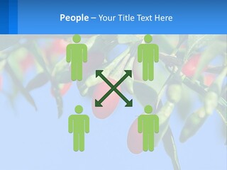 Antiaging Goji Barbarum PowerPoint Template