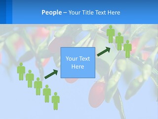 Antiaging Goji Barbarum PowerPoint Template