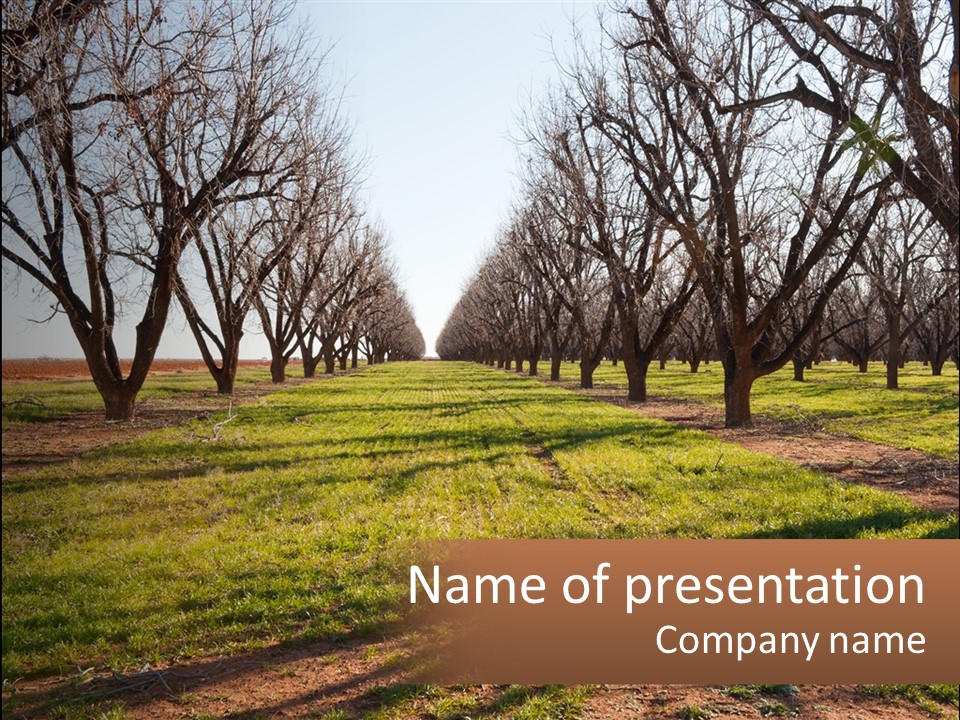 Photography Farm Trees PowerPoint Template