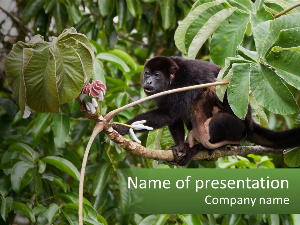 Tail Neotropics Mammal PowerPoint Template