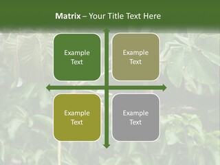 Tail Neotropics Mammal PowerPoint Template