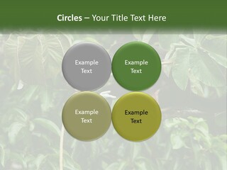 Tail Neotropics Mammal PowerPoint Template