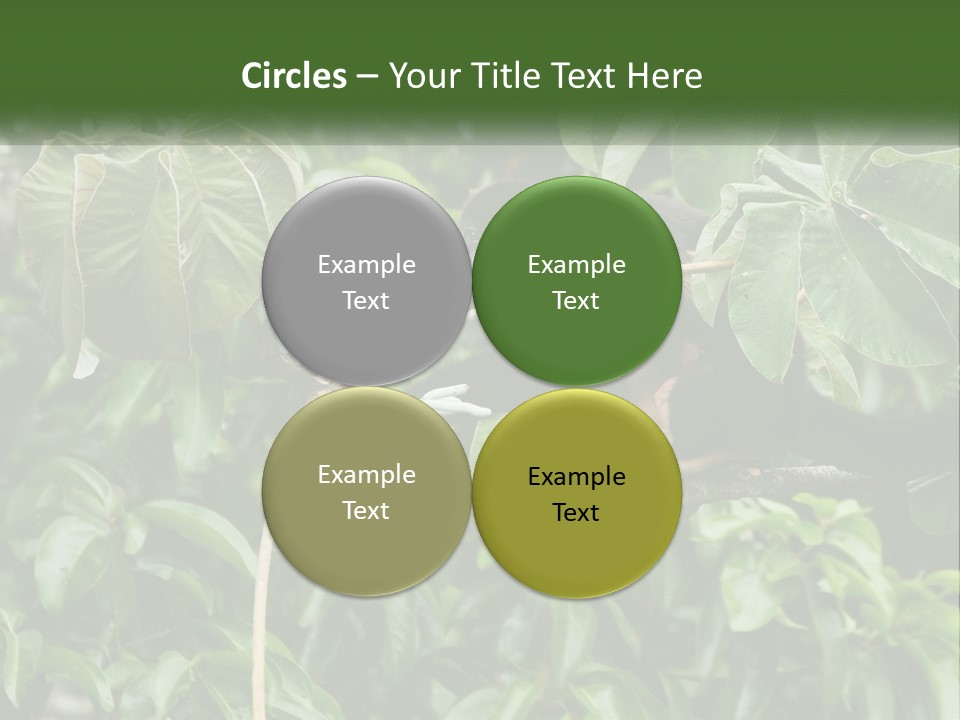 Tail Neotropics Mammal PowerPoint Template