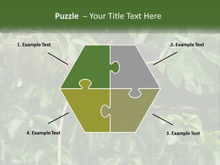 Tail Neotropics Mammal PowerPoint Template