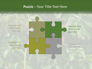 Tail Neotropics Mammal PowerPoint Template