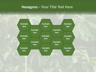 Tail Neotropics Mammal PowerPoint Template
