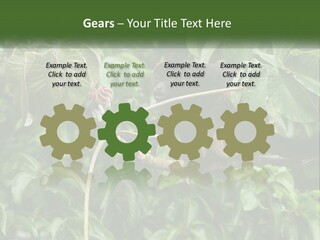 Tail Neotropics Mammal PowerPoint Template