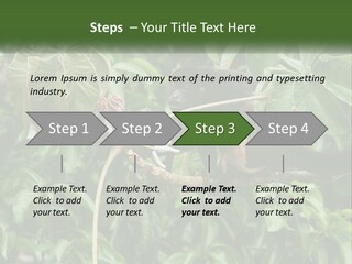 Tail Neotropics Mammal PowerPoint Template