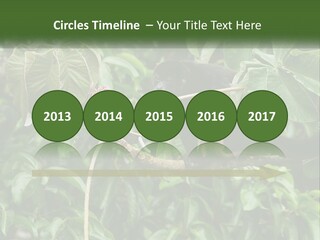 Tail Neotropics Mammal PowerPoint Template