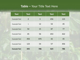 Tail Neotropics Mammal PowerPoint Template
