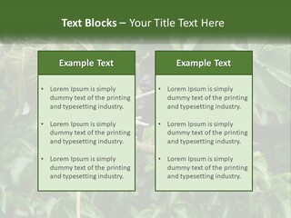 Tail Neotropics Mammal PowerPoint Template