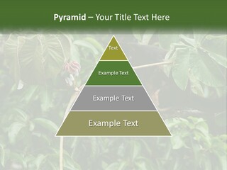 Tail Neotropics Mammal PowerPoint Template