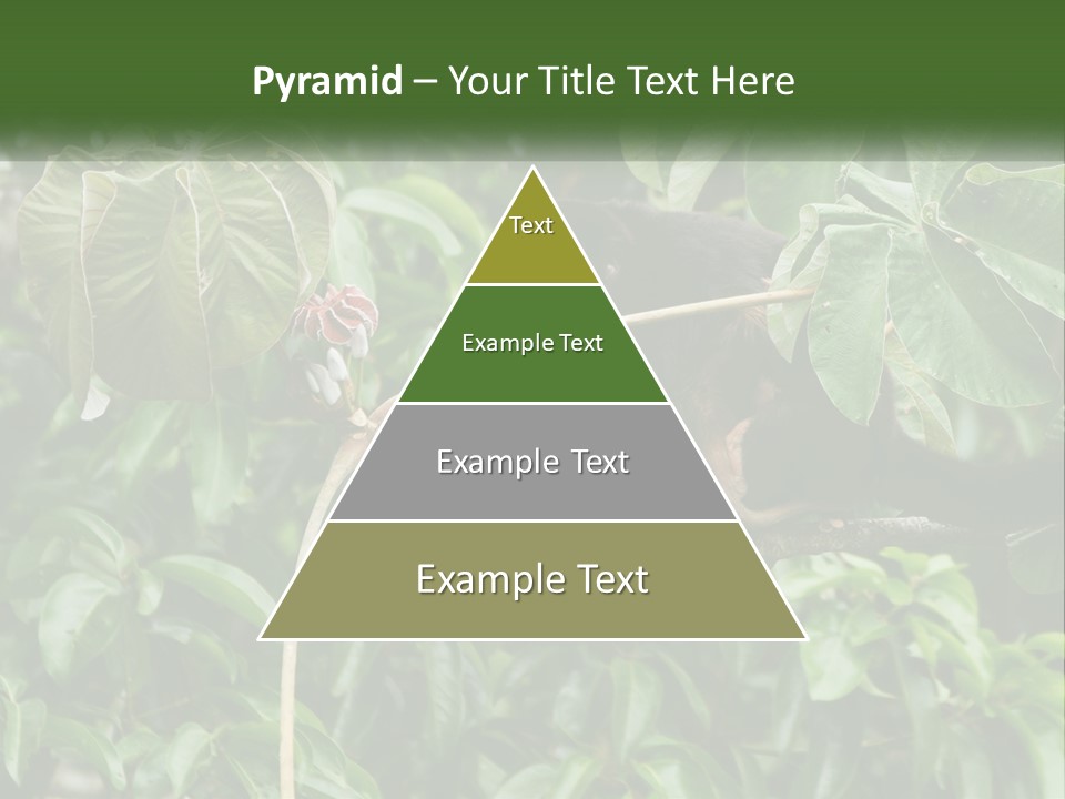 Tail Neotropics Mammal PowerPoint Template