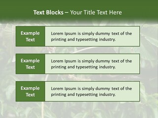 Tail Neotropics Mammal PowerPoint Template