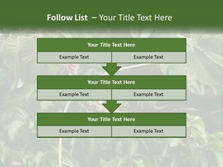 Tail Neotropics Mammal PowerPoint Template