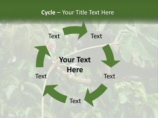 Tail Neotropics Mammal PowerPoint Template