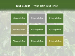 Tail Neotropics Mammal PowerPoint Template