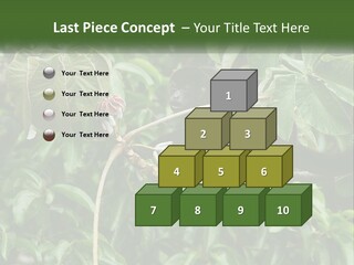 Tail Neotropics Mammal PowerPoint Template