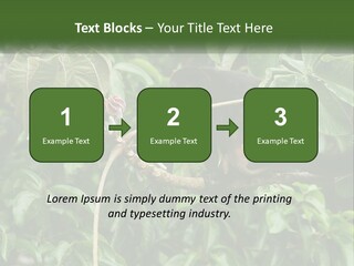 Tail Neotropics Mammal PowerPoint Template