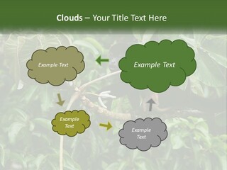 Tail Neotropics Mammal PowerPoint Template