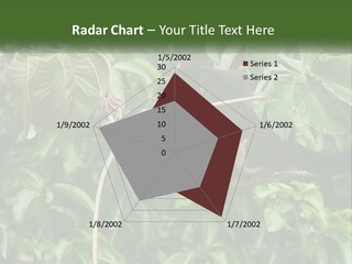 Tail Neotropics Mammal PowerPoint Template